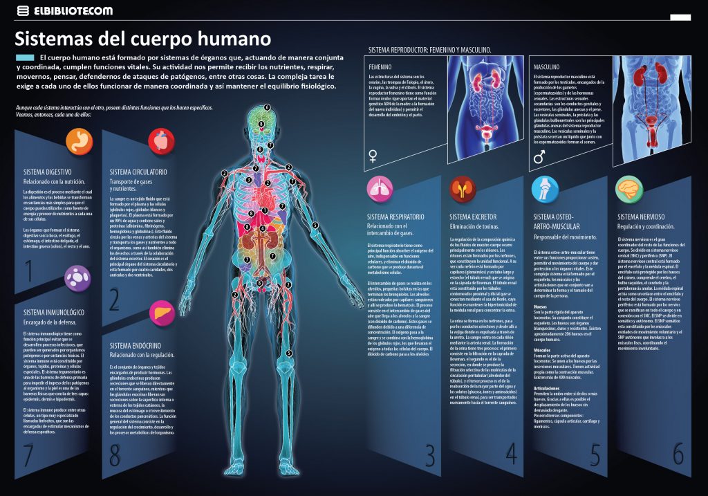 Sistemas Del Cuerpo Humano Invdes